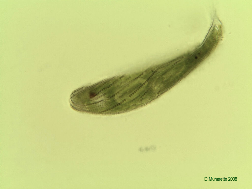 Euglena spirogyra